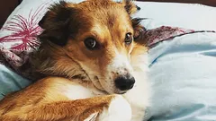 Ako zistiť, či vám váš pes nedôveruje: tri návyky, ktoré si mýlite s poslušnosťou