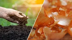 Cibuľové šupky v záhrade: hnojenie, ochrana a kompost